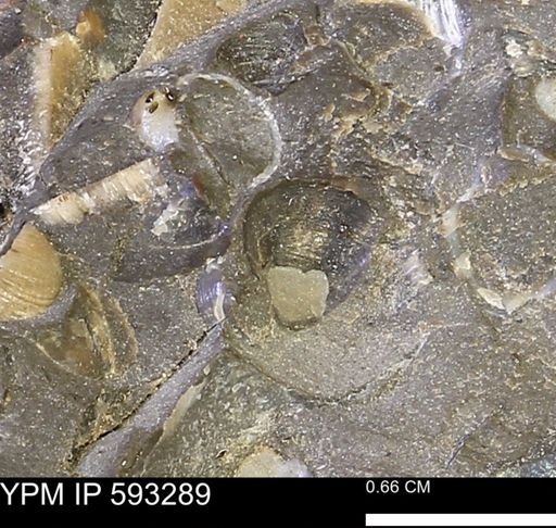 undet. Bivalvia