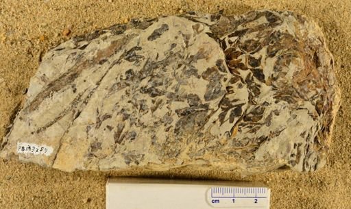 Triphyllopteris rarinervis