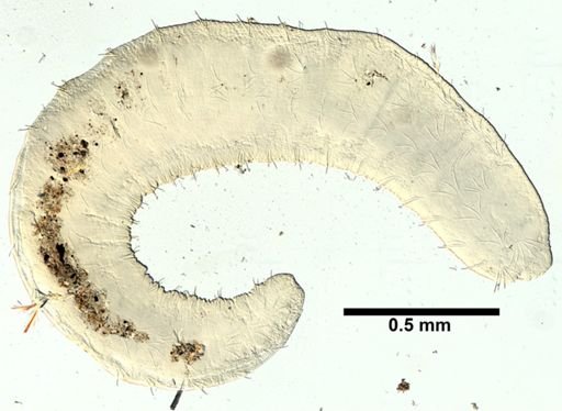 Paranais litoralis
