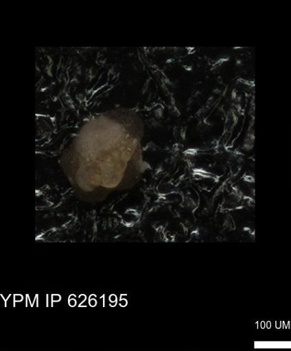 undet. Foraminiferida