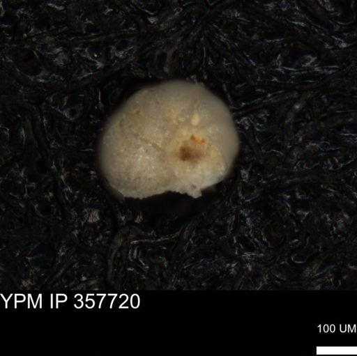 undet. Foraminiferida