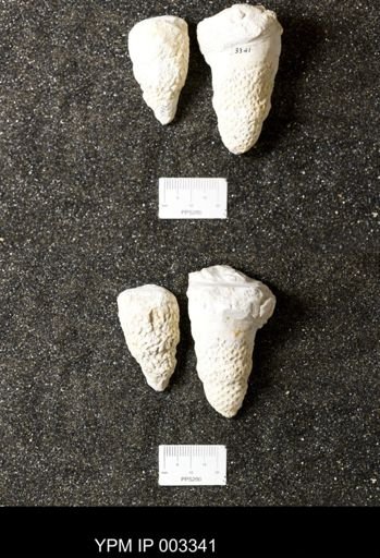 Hexactinellida