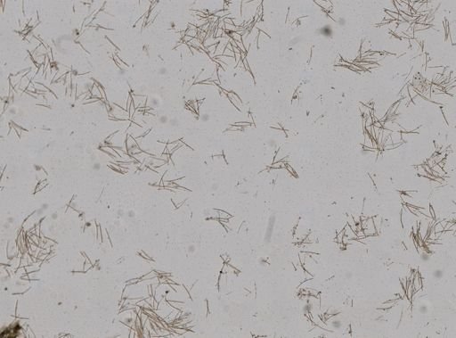 Clionidae