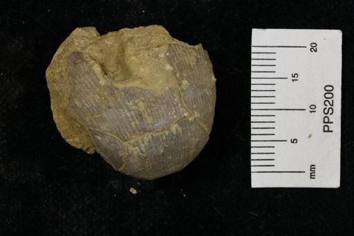 Linoproductus prattenianus