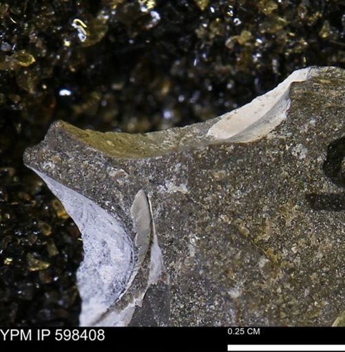 Limopsis striatopunctatus