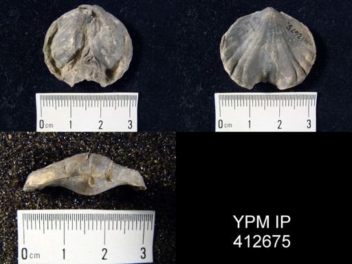 Eatonia sp.