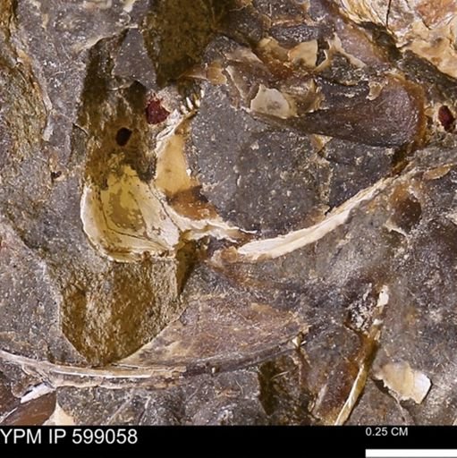 undet. Bivalvia