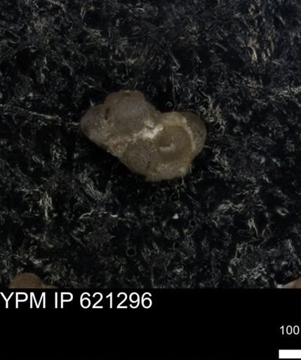 undet. Foraminiferida