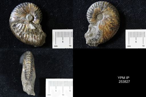 Scaphites nicolleti
