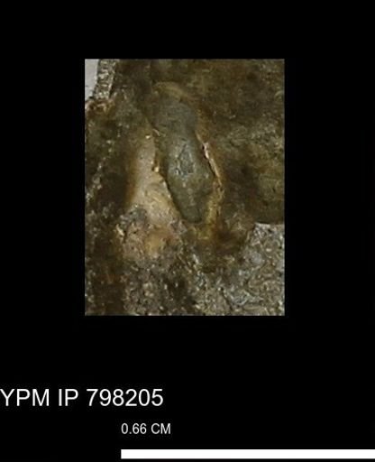 undet. Mollusca