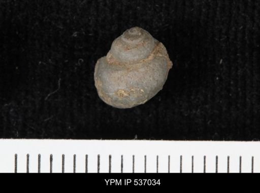 Viviparus montanaensis
