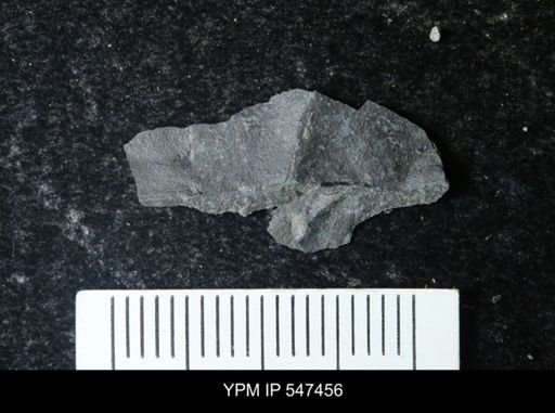 undet. Eurypterida