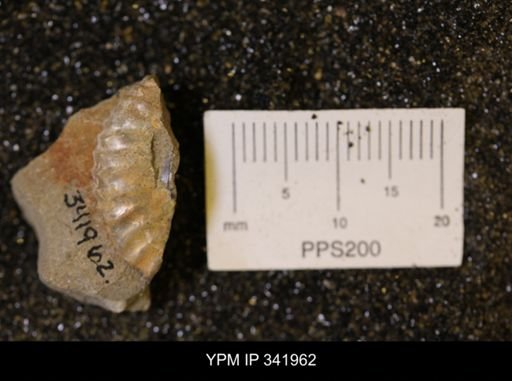 Scaphites sp.
