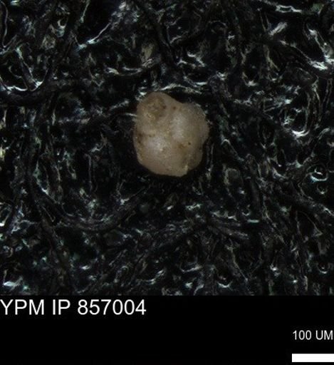 undet. Foraminiferida