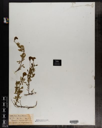 Plantae