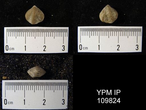 Hyattidina congesta junea