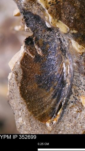 undet. Bivalvia