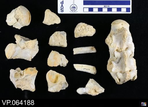 undet. Mosasauridae