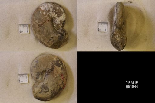 Hoploscaphites nicolletii