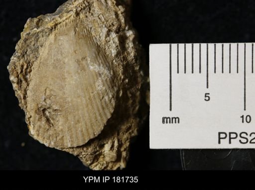 Brachiopoda