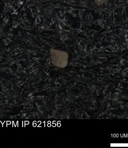 undet. Foraminiferida