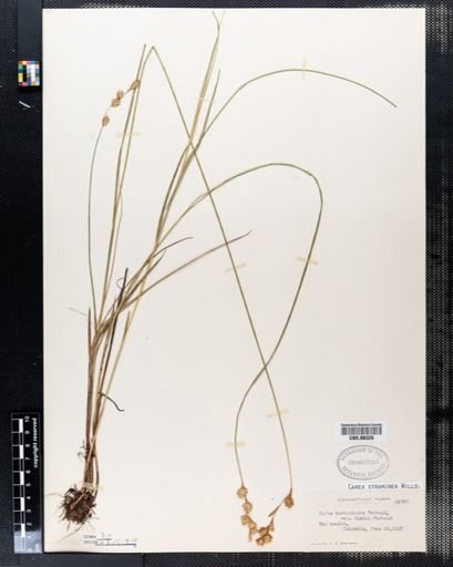 Carex straminea