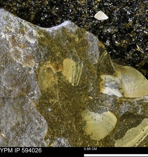 Limopsis? striatopunctatus
