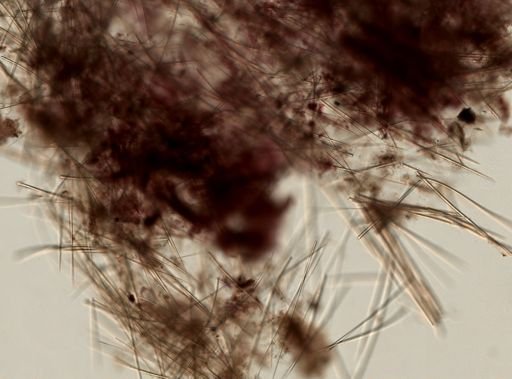 Biemna variantia