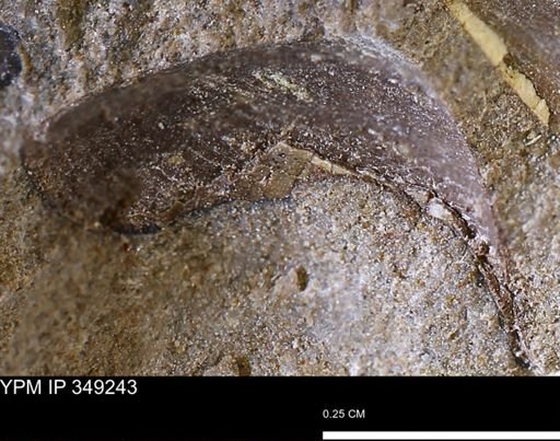 Limopsis striatopunctatus