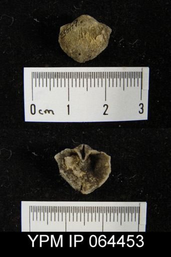Sieberella roemeri