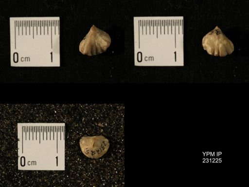 Wellerella osagensis