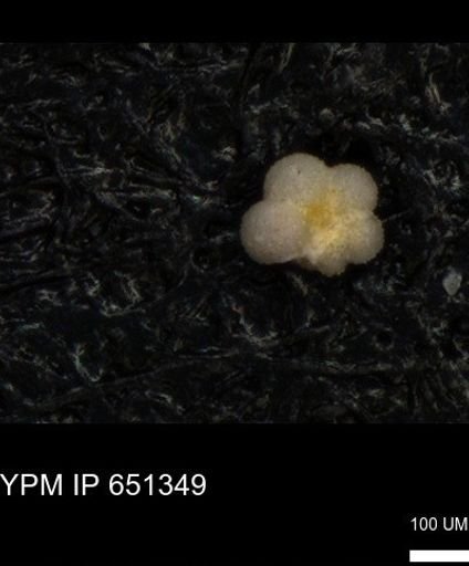 undet. Rugoglobigerinidae