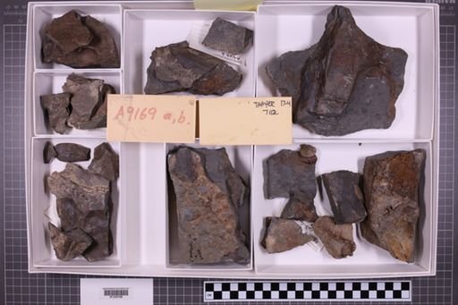 mixed taxa, stratigraphic collection
