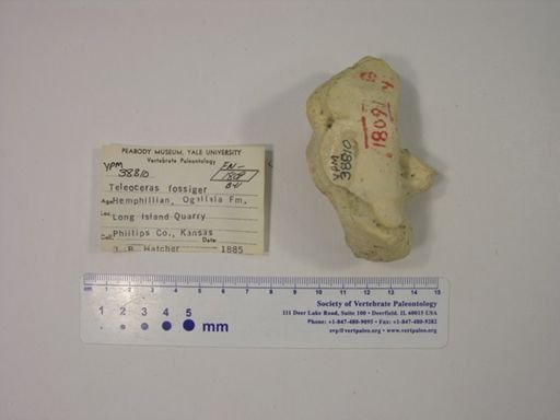 Teleoceras fossiger