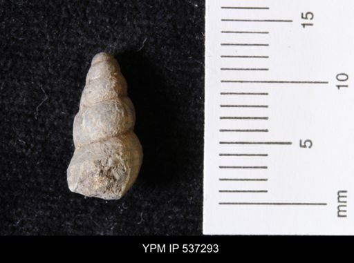 Goniobasis ortmanni