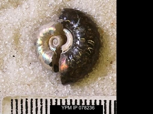 Hoploscaphites comprimus