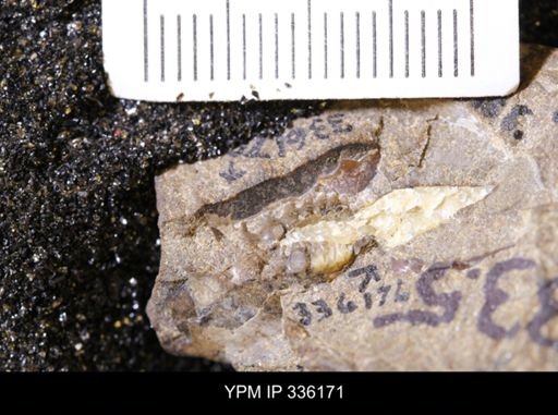 undet. Mollusca