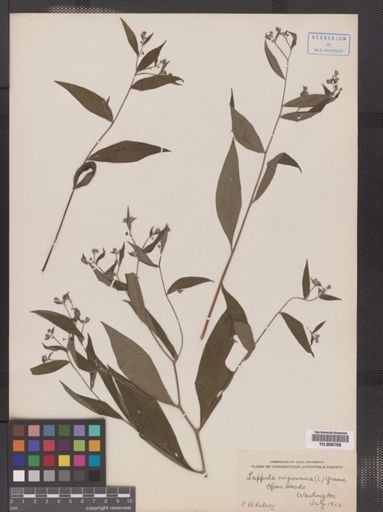 Hackelia virginiana