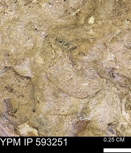 undet. Mollusca