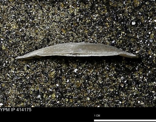 Devonochonetes mucronatus?
