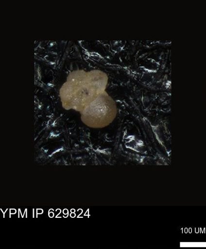 undet. Foraminiferida