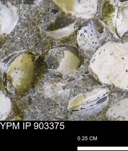 Corbulamella sp.