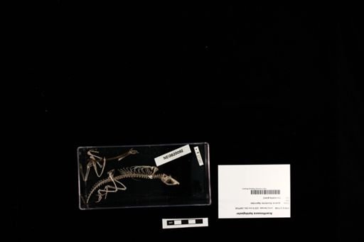 Acanthosaura lepidogaster