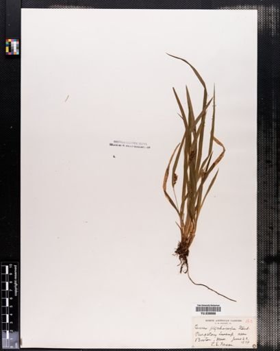 Carex abscondita