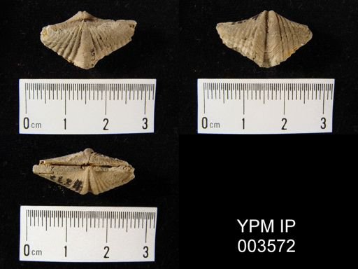 Spirifer roemerianus