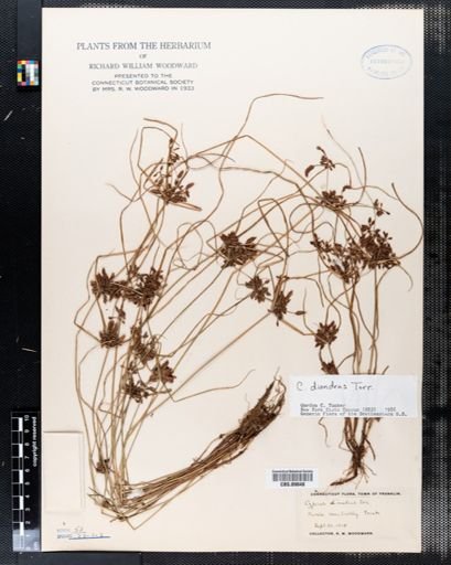 Cyperus diandrus