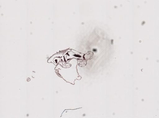Caprella geometrica