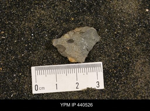Protocardia subquadrata
