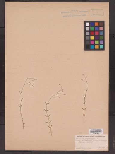 Stellaria graminea