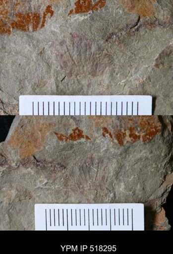 Thelxiope sp.